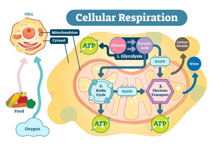 Integrating NAD Boosters into Daily Life